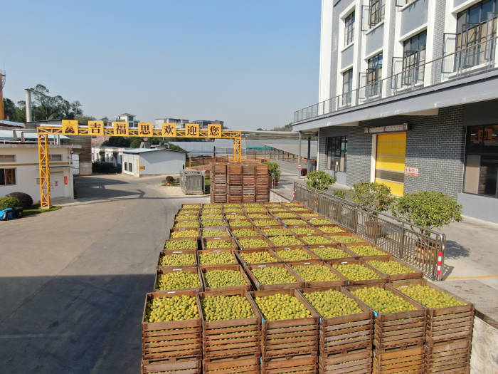 桂林吉福思羅漢果有限公司