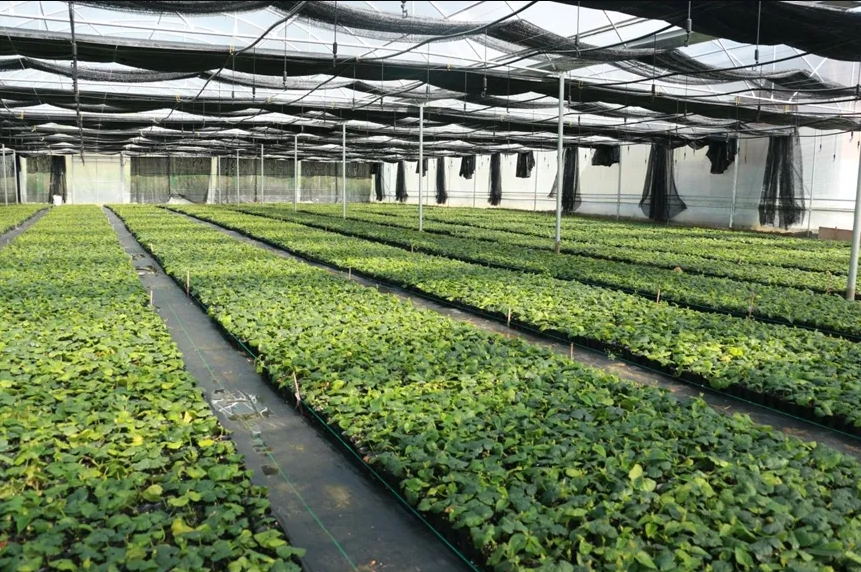 桂林吉福思羅漢果有限公司